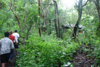 Senderismo en selvas